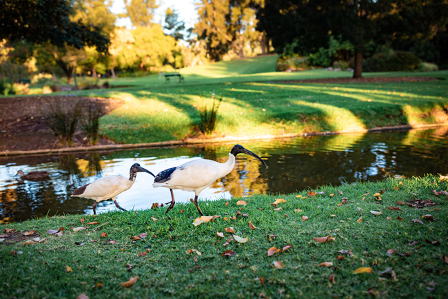 Sand Media Carbon Filter